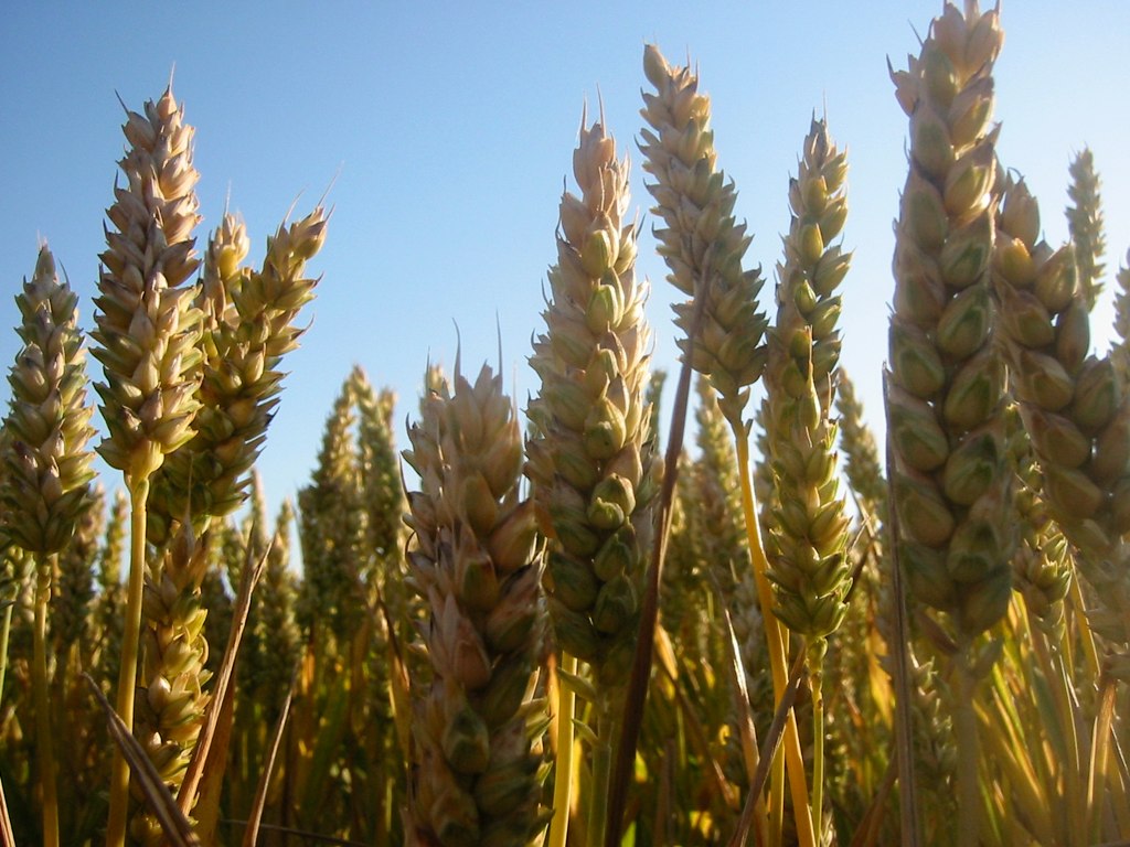 Поле озимой пшеницы (Triticum aestivum) под Лундом, Сконе — регион, откуда Absolut получает всё зерно по принципу «один источник»