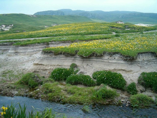Дикие цветы на дюнах Machir Bay, Айла — тот же тип диких botanicals, что собирают форейджеры The Botanist