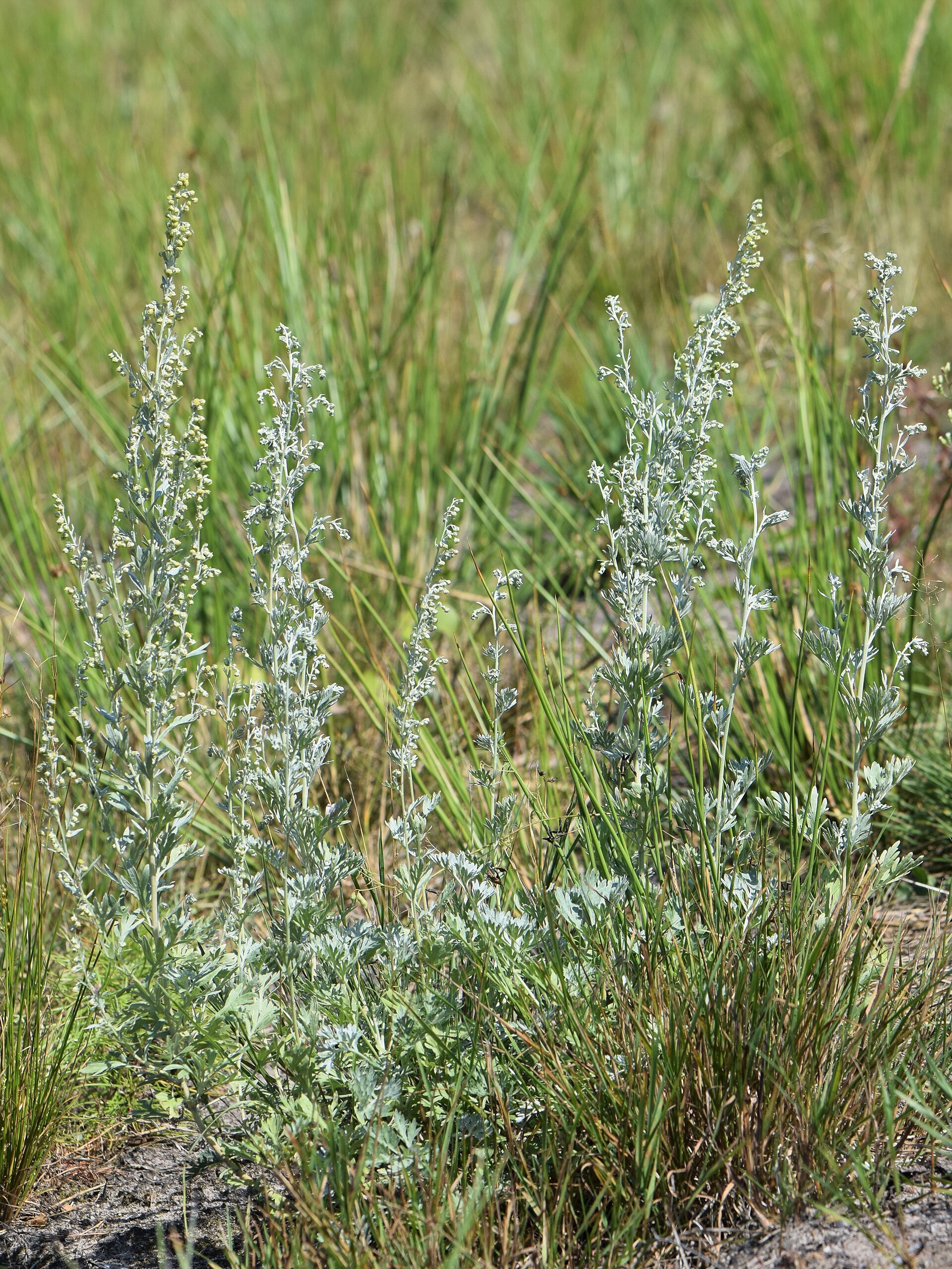 Полынь горькая (Artemisia absinthium) — растение, давшее имя вермуту (от немецкого Wermut)