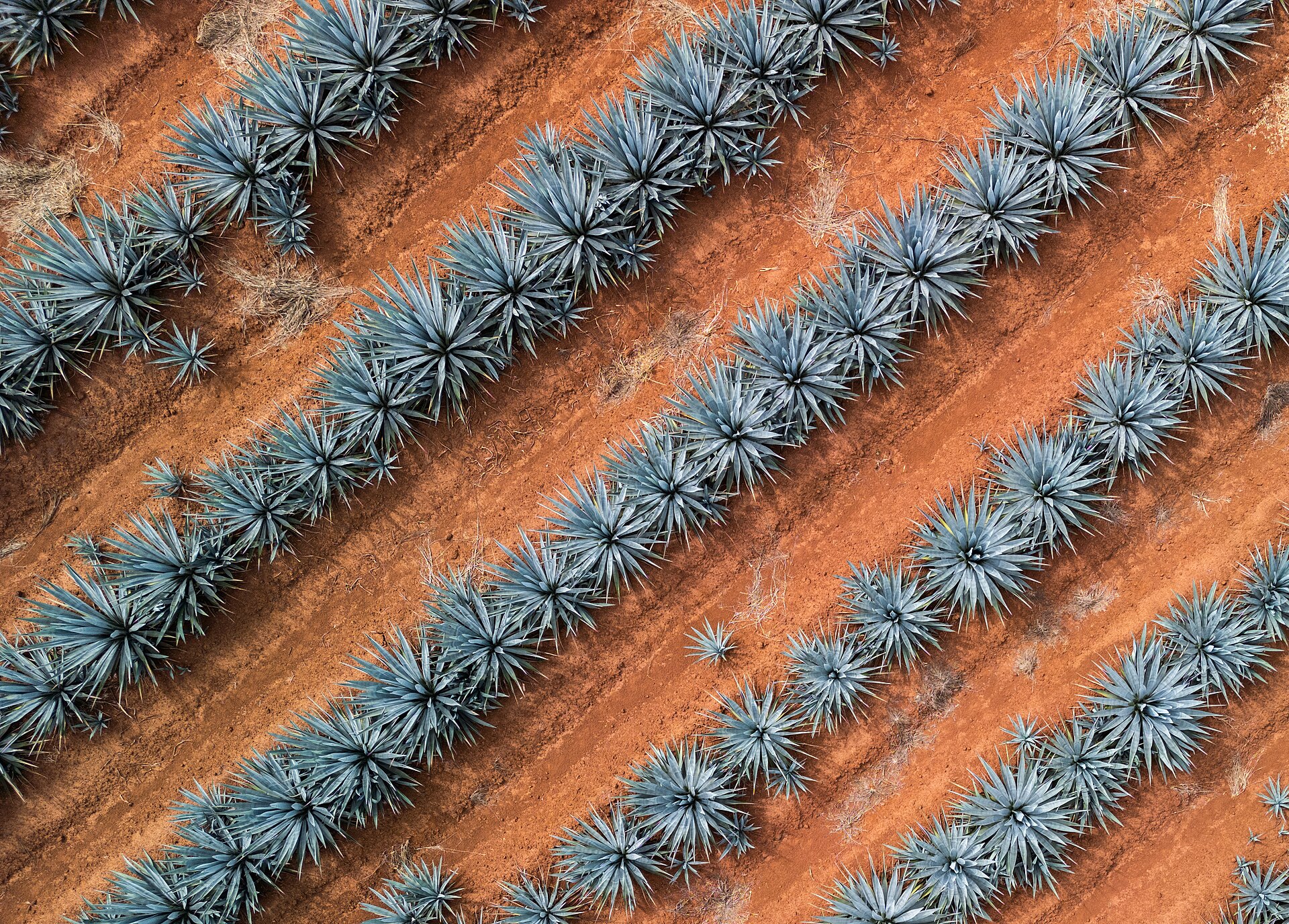 Поле голубой агавы (Agave tequilana Weber) в Халиско — регион, где производится Casamigos