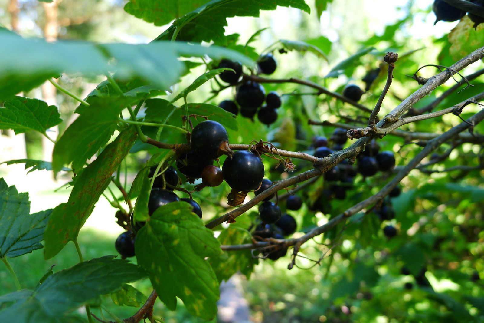 Спелые ягоды чёрной смородины (Ribes nigrum) крупным планом