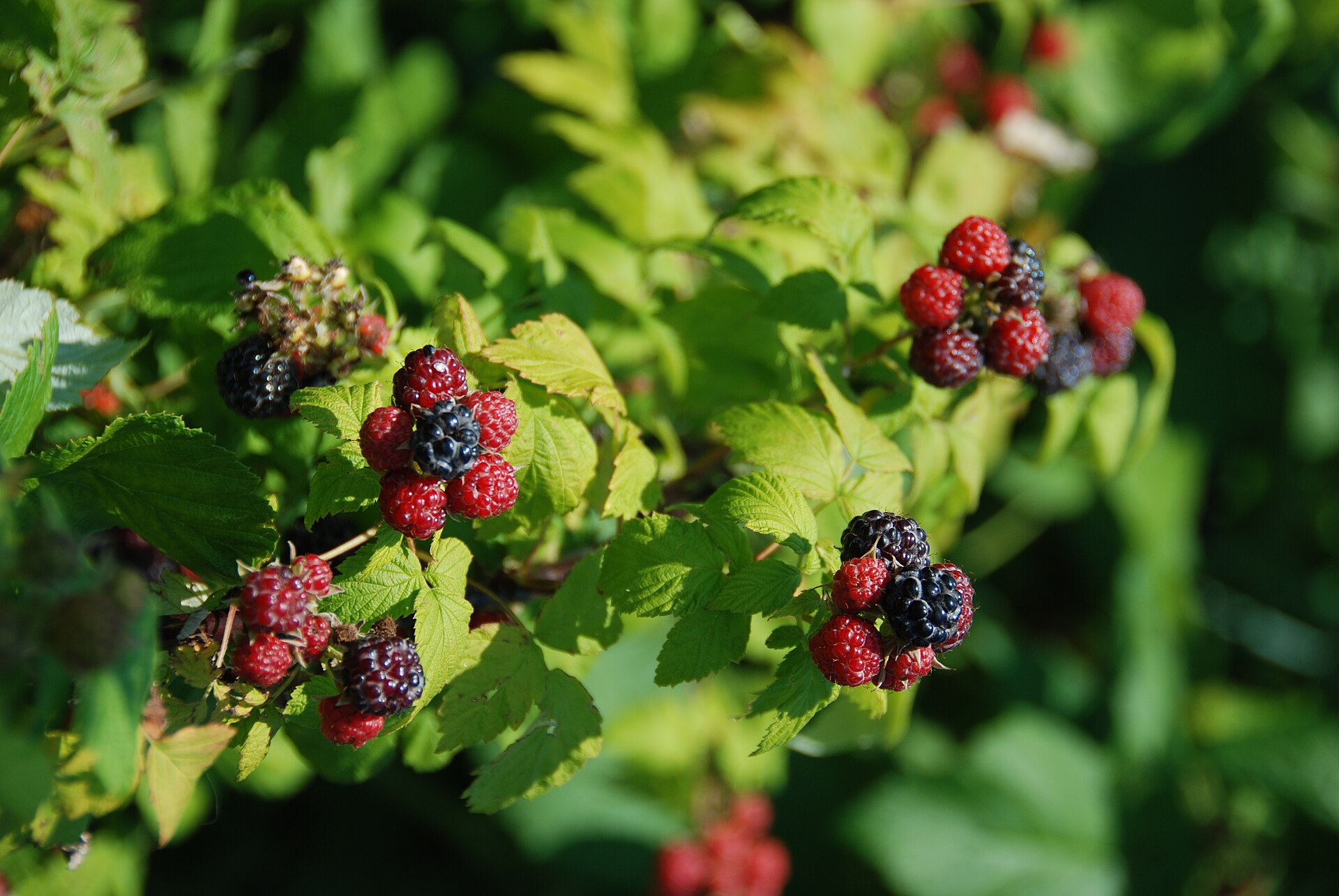 Чёрная малина (Rubus occidentalis) — ключевое сырьё ликёра