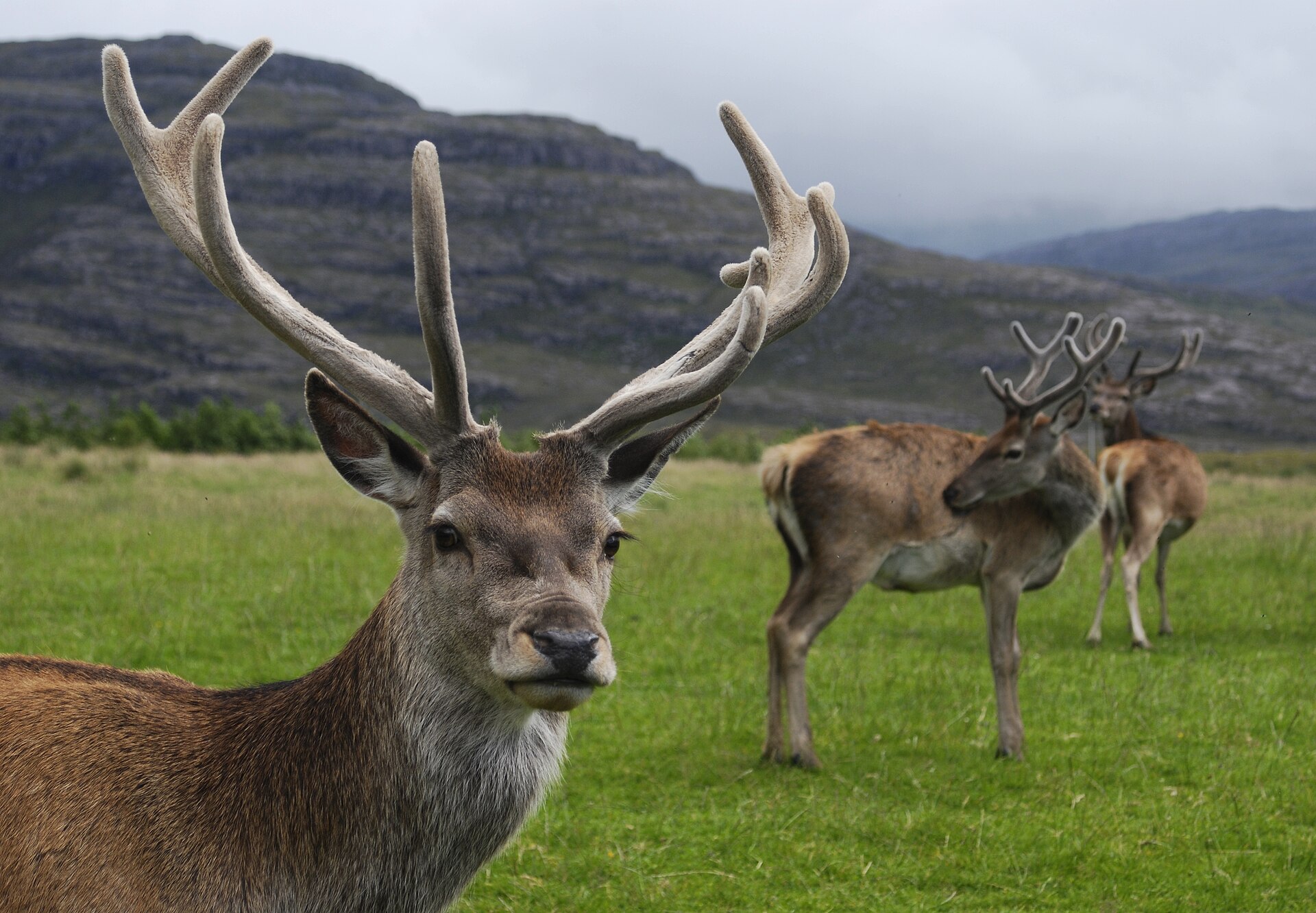 Благородный олень (Cervus elaphus) в Шотландском нагорье — животное из фамильной легенды и эмблемы Dalmore