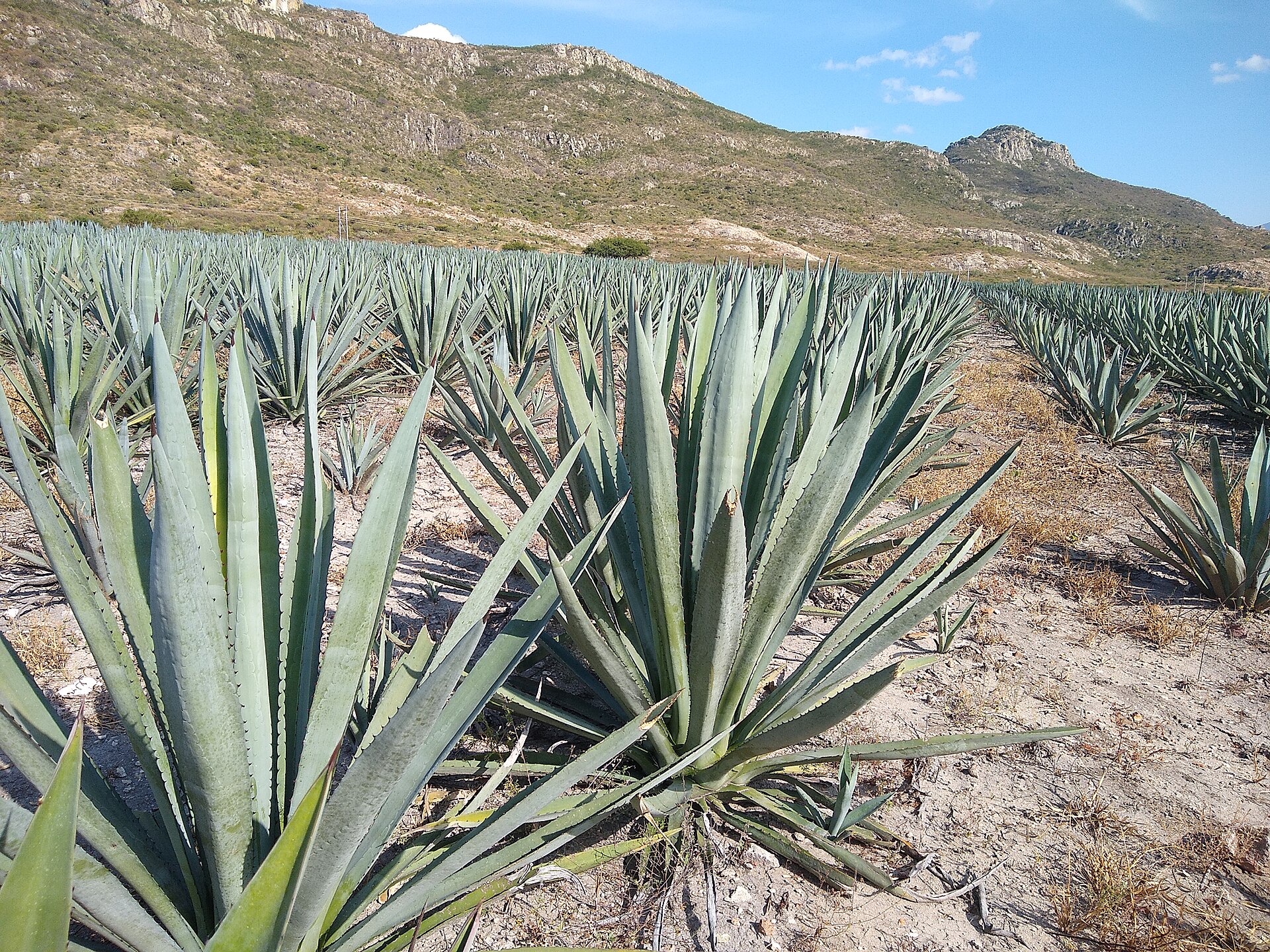 Поле агавы эспадин (Agave angustifolia) у посёлка Ягуль, Оахака — сырьё для Vida