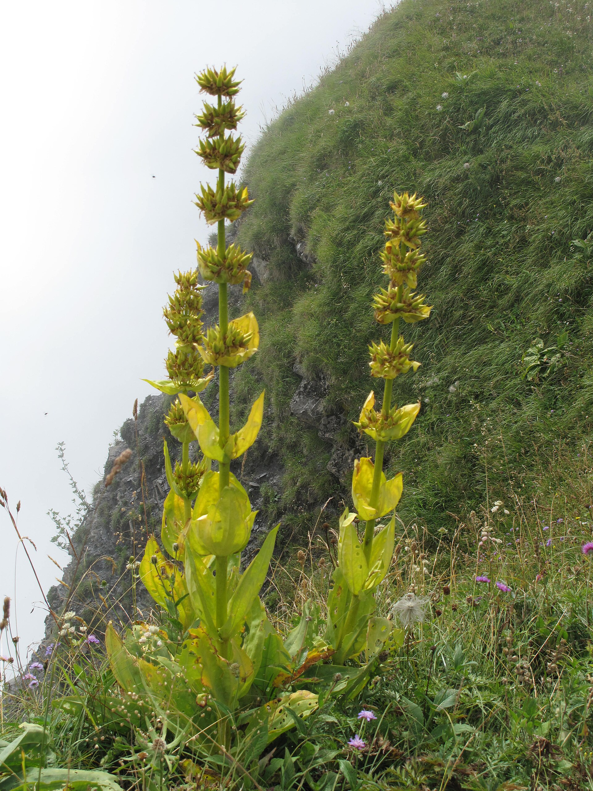Горечавка жёлтая (Gentiana lutea) на альпийском перевале в Савойе — одно из растений в купаже Dolin