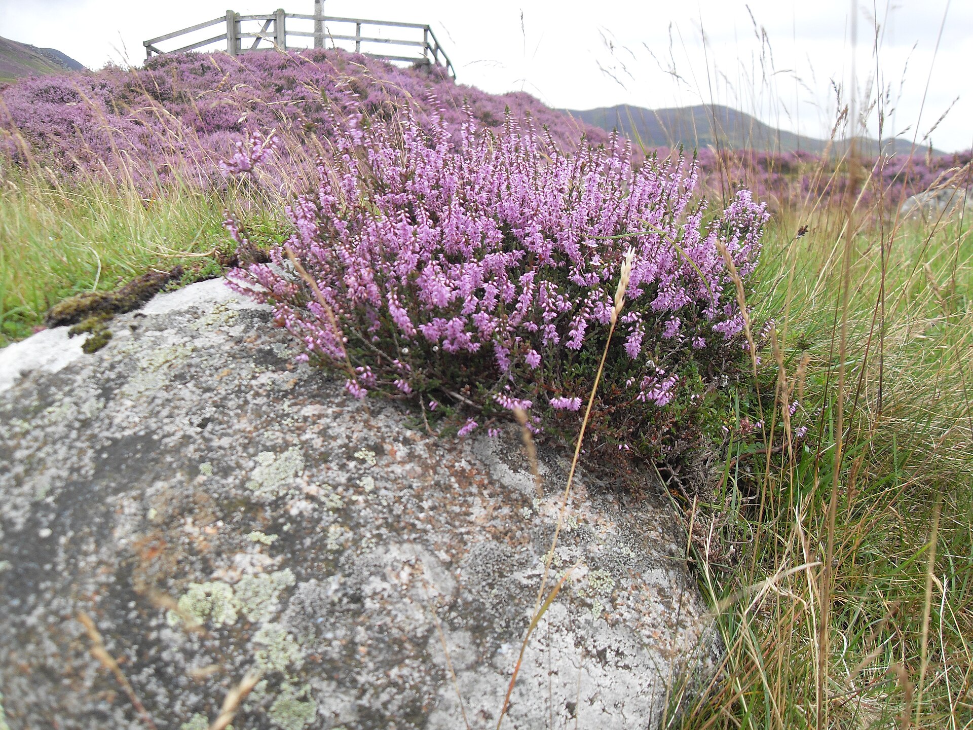 Вереск в цвету (Calluna vulgaris) — вересковый мёд входит в состав Drambuie