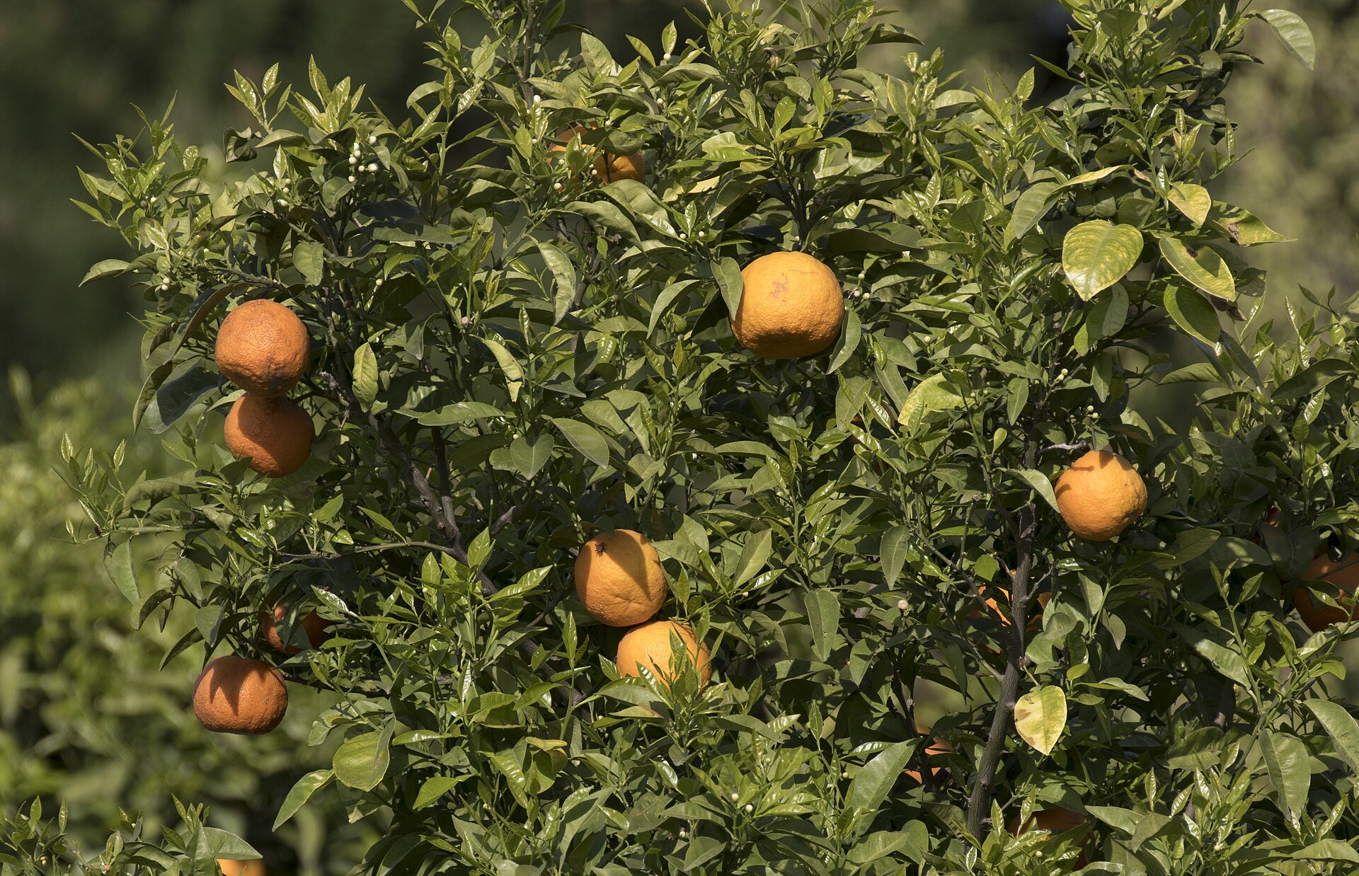 Плоды горького померанца (Citrus × aurantium) — предка лараха, чья сушёная корка даёт кюрасао горечь и аромат.