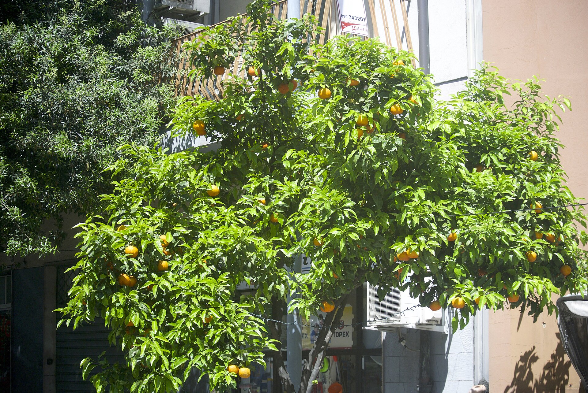 Бигарадье (Citrus aurantium, горький апельсин) — источник эссенции, определяющей вкус Grand Marnier