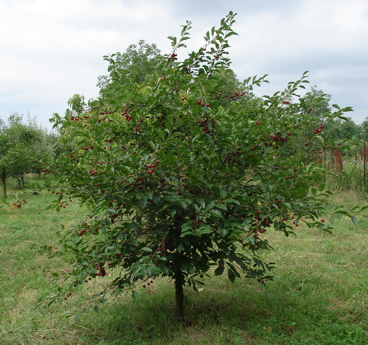 Вишня мараска (Prunus cerasus) в плодах — сырьё для ликёра Luxardo