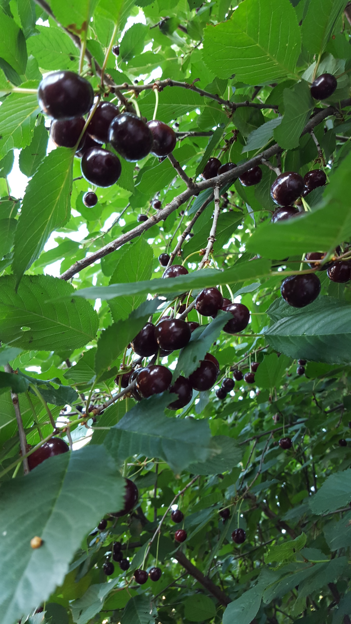 Вишня мараска (Prunus cerasus var. marasca) на ветке — сырьё для мараскина