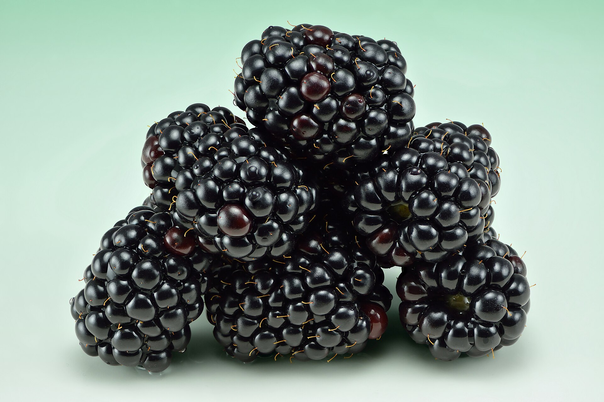 Спелая ежевика (Rubus fruticosus) на кусте