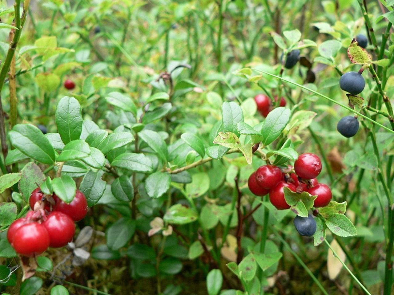 Брусника (Vaccinium vitis-idaea) на кусте — один из 47 ботанических компонентов Monkey 47
