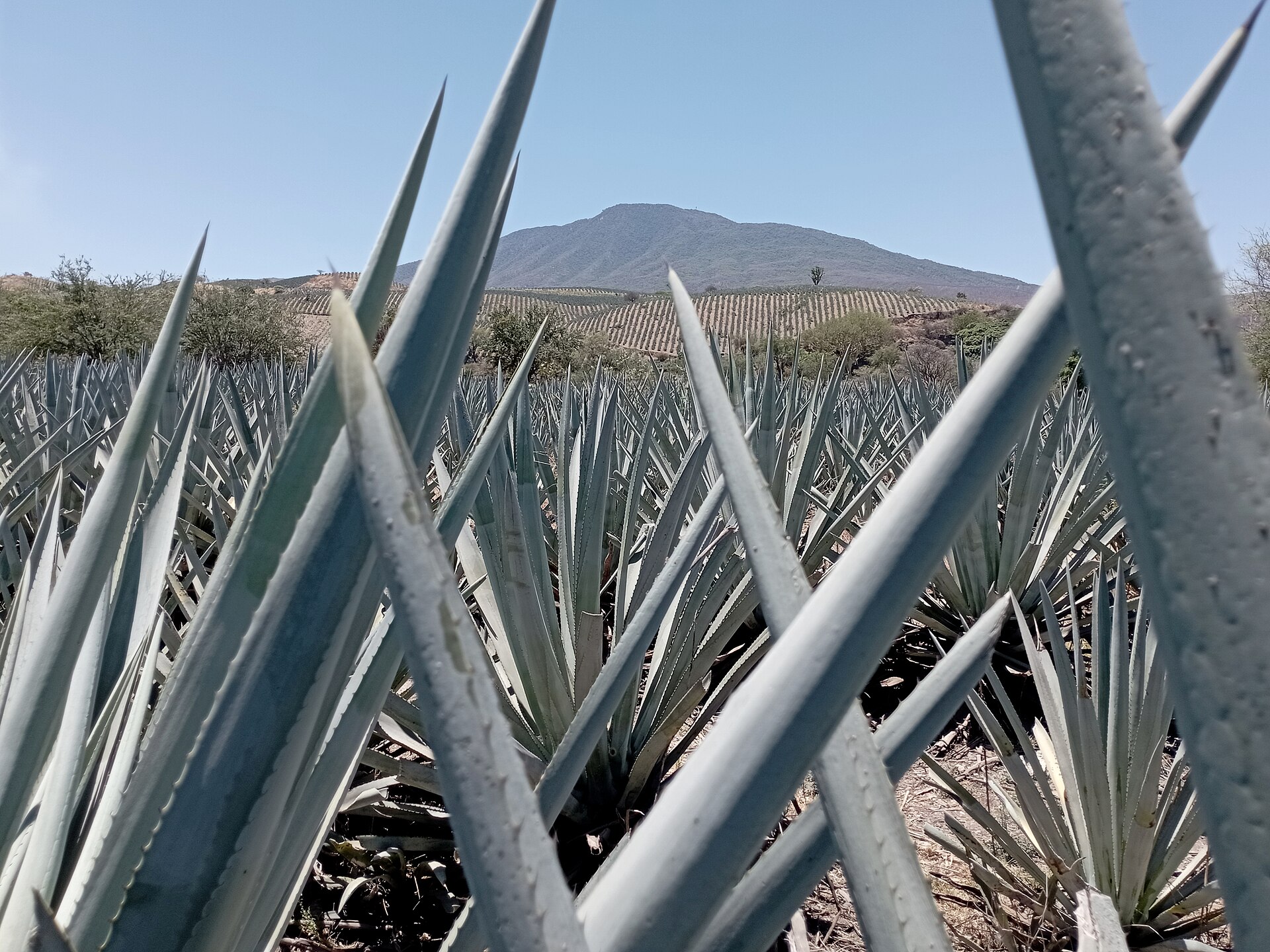 Плантация голубой агавы (Agave tequilana) в городе Текила, Халиско