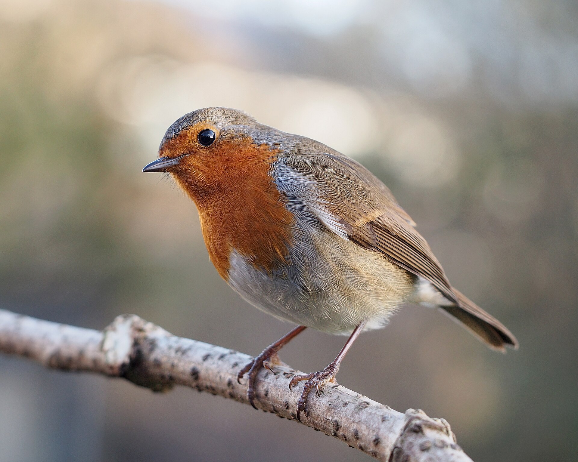 Малиновка (Erithacus rubecula) — птица, давшая имя бренду