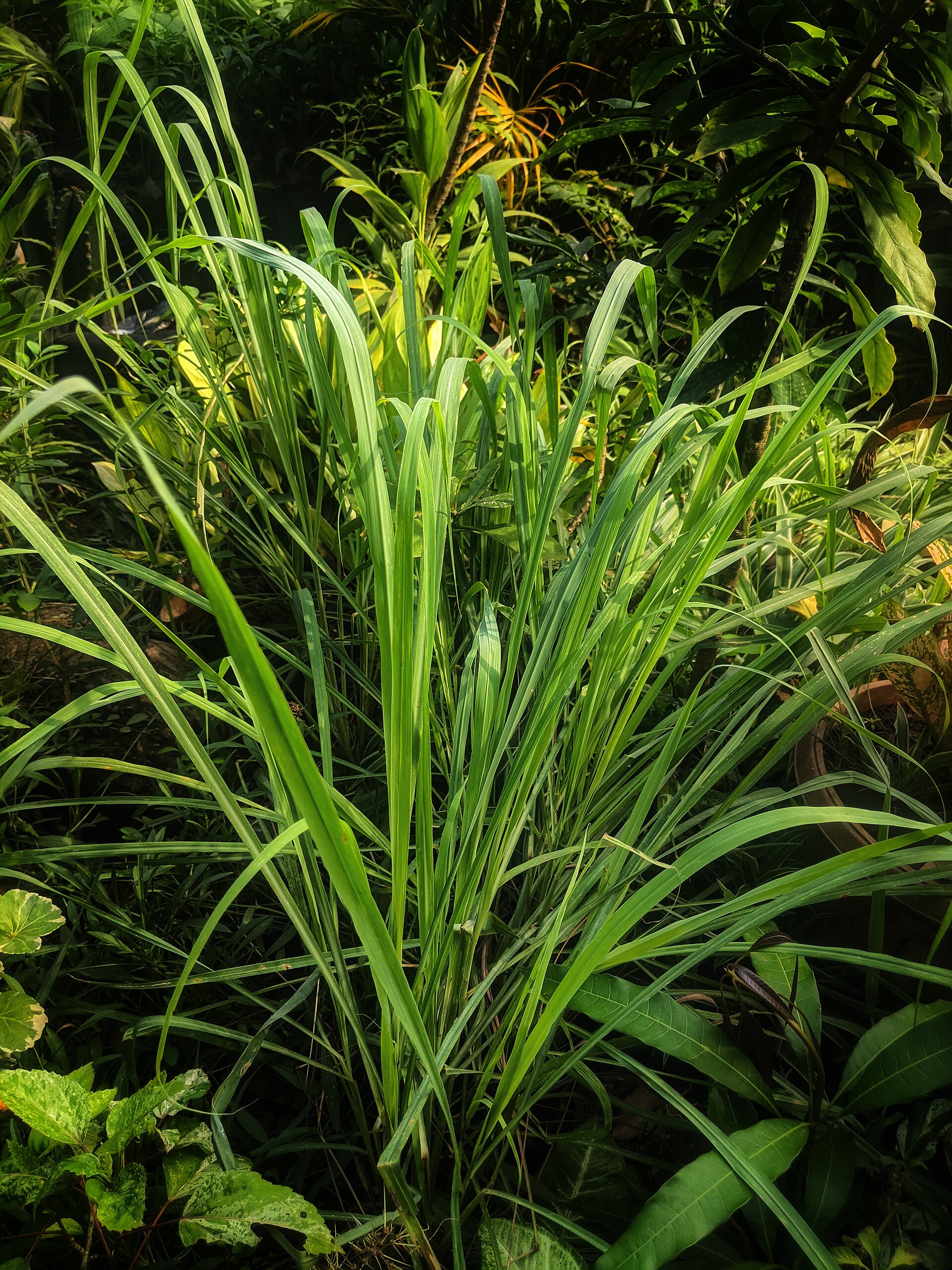 Лемонграсс (Cymbopogon citratus) — один из четырёх классических джиновых ботаникалов в рецепте Saigon Baigur, наряду с местными вьетнамскими травами