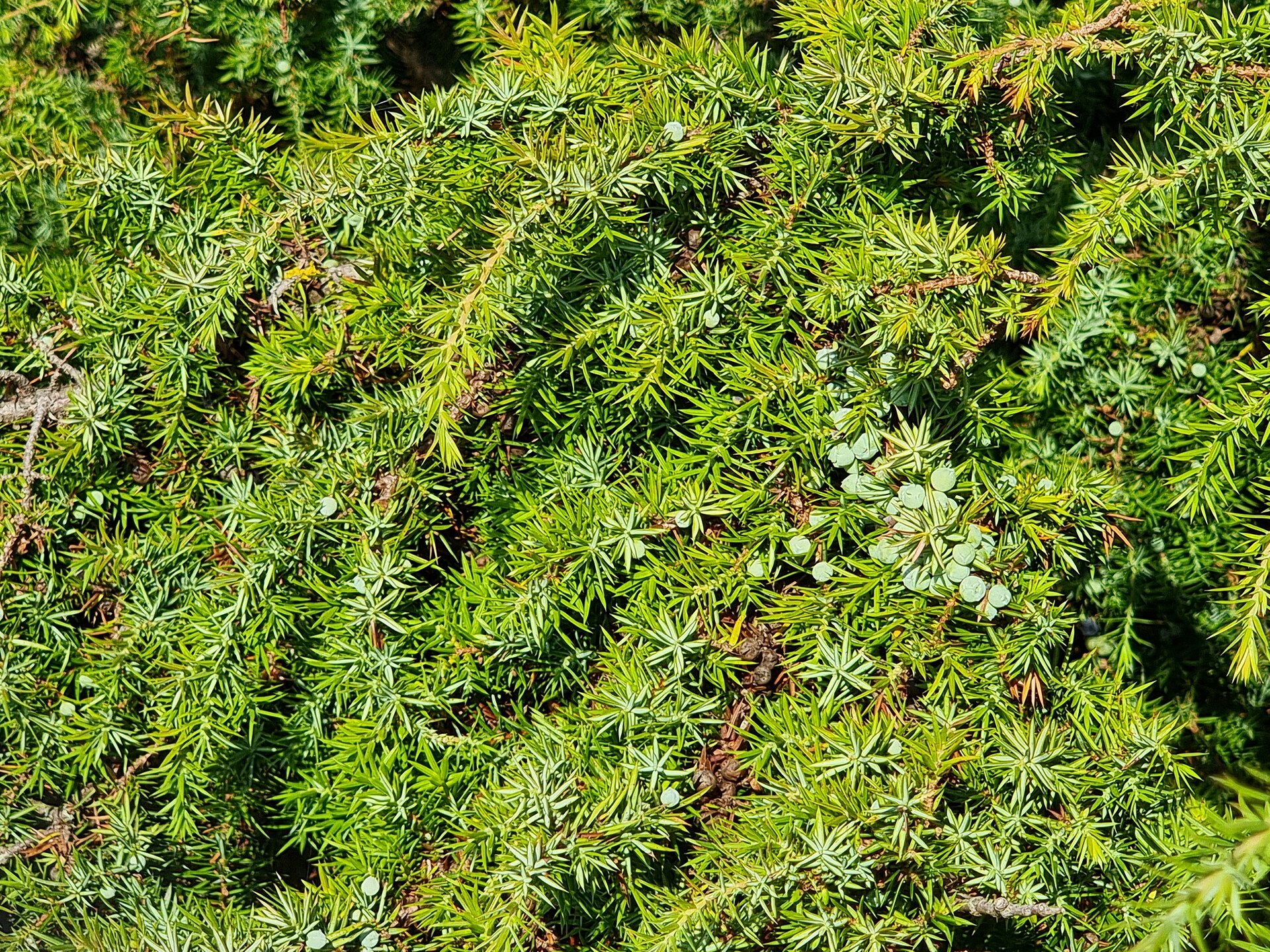Ягоды можжевельника (Juniperus communis) — ключевой ботаникал Select, его перегоняют отдельно