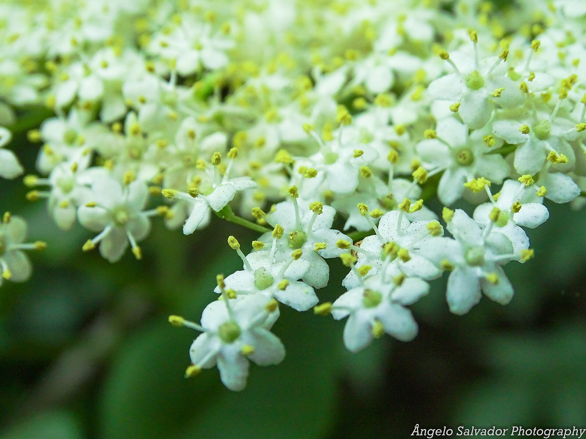 Цветение бузины чёрной (Sambucus nigra) — сырьё для ликёра