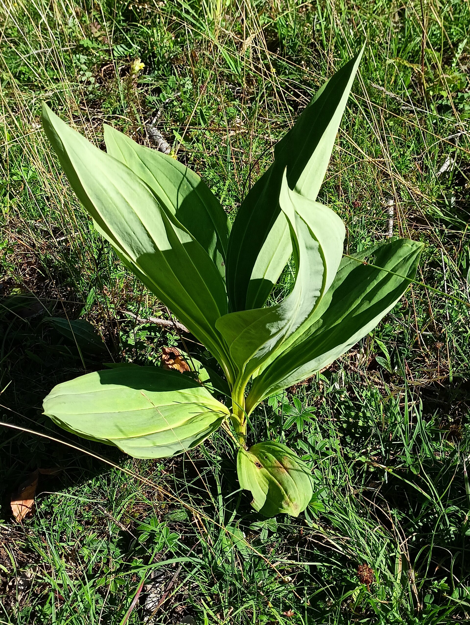 Жёлтая горечавка (Gentiana lutea) в горах Юры — сырьё для Suze