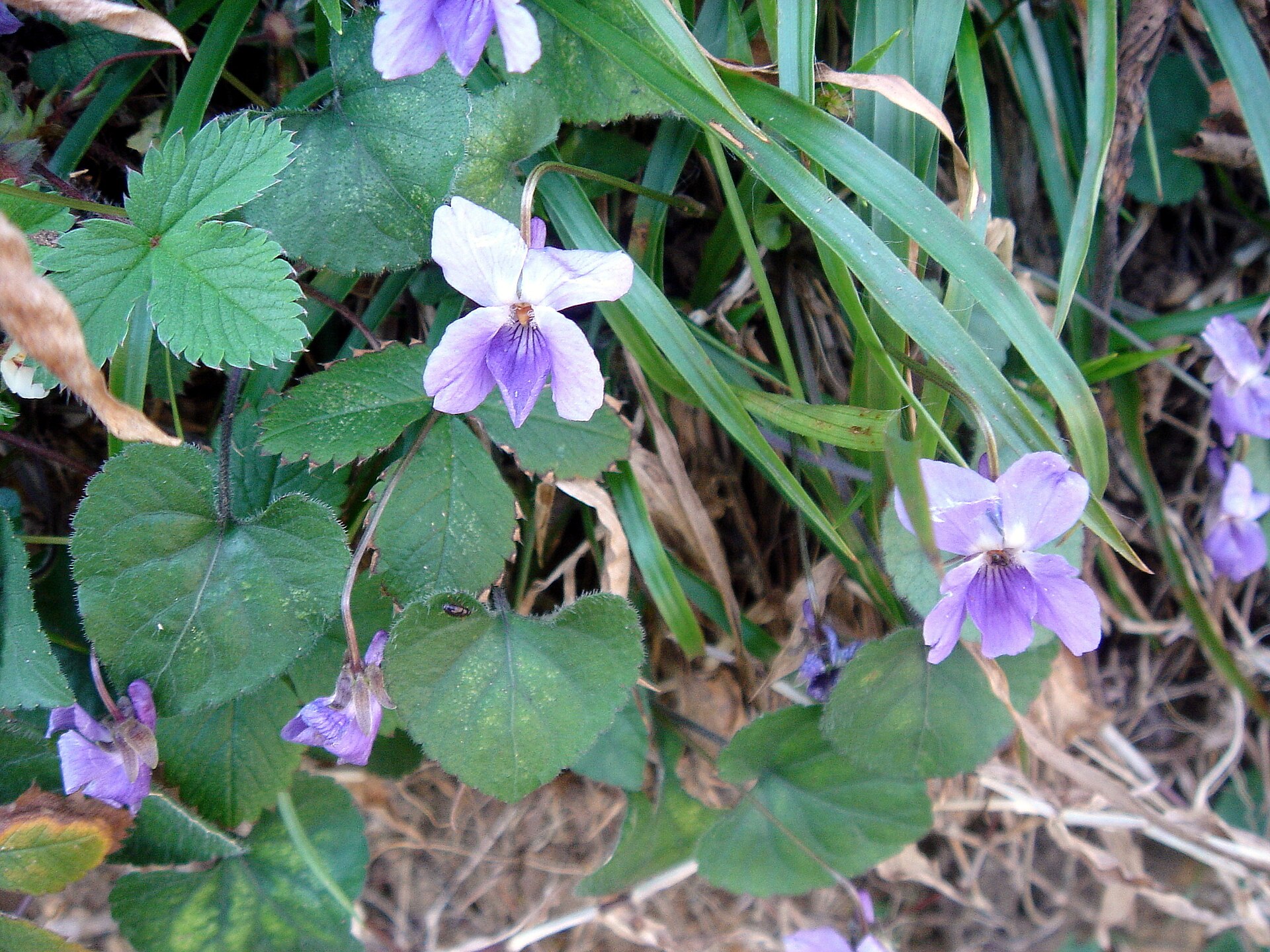 Фиалка белая (Viola alba) — предок пармской фиалки, которую часто путают с сырьём для crème de violette
