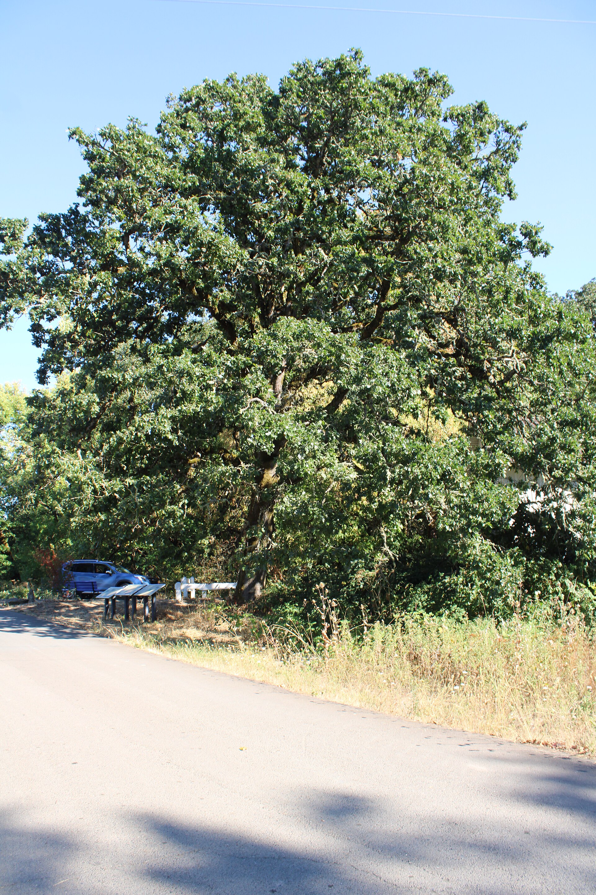 Дуб Гарри (Quercus garryana) — дерево, из которого делают бочки серии Garryana