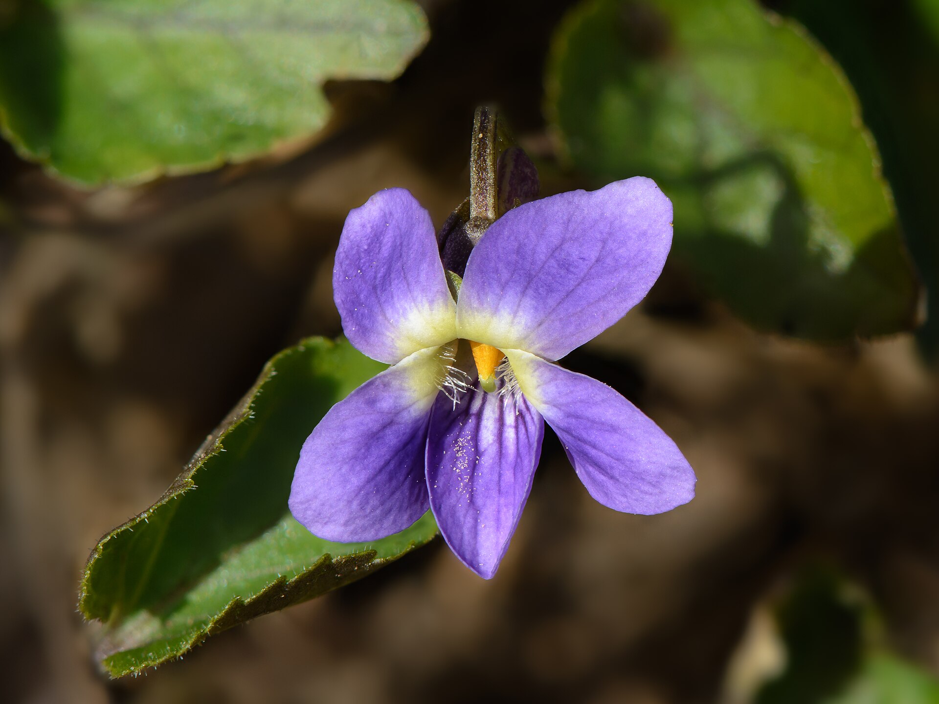 Фиалка душистая (Viola odorata) — цветок, дающий ликёру аромат