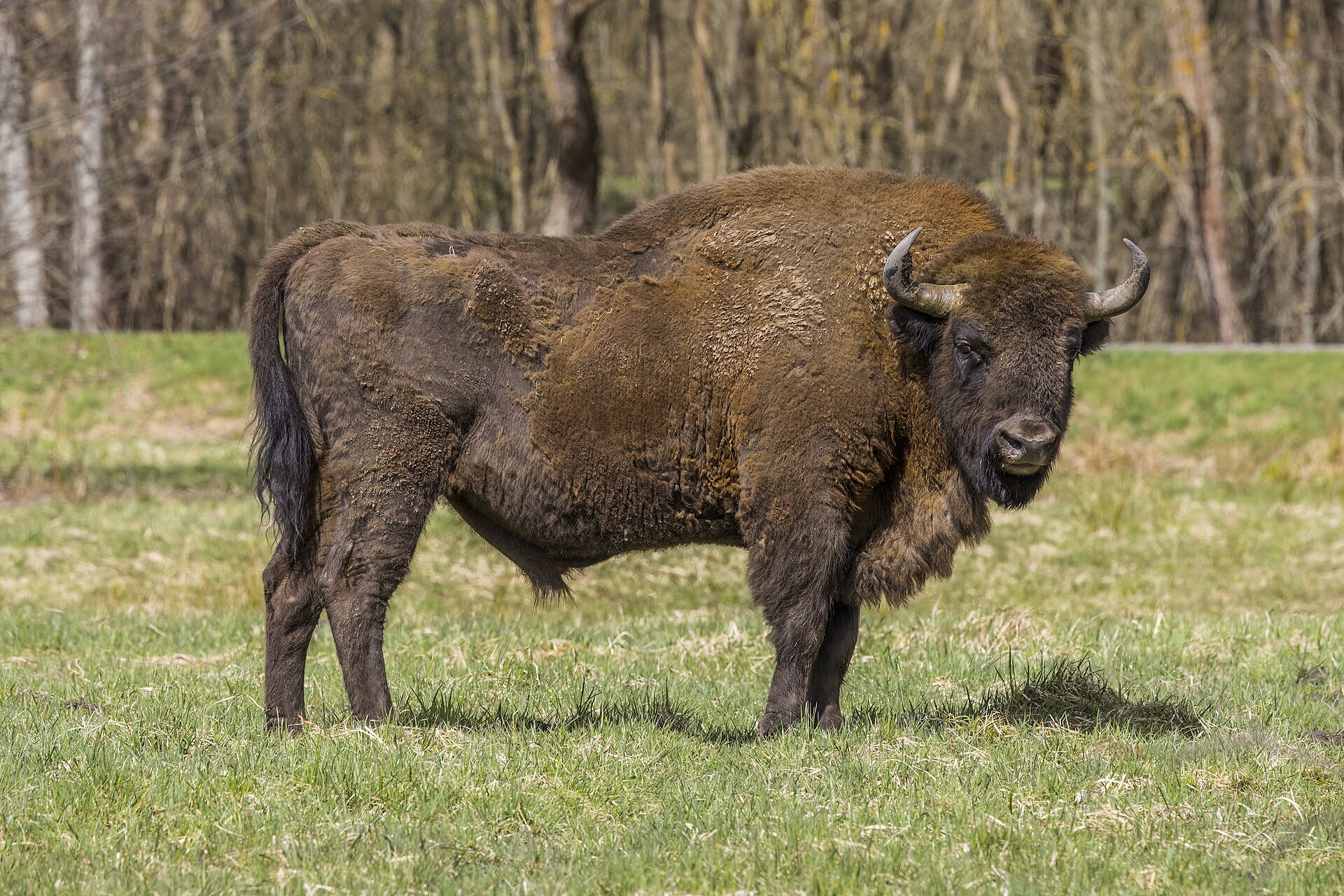 Зубр (Bison bonasus) в Беловежской пуще, Польша — животное, давшее имя водке