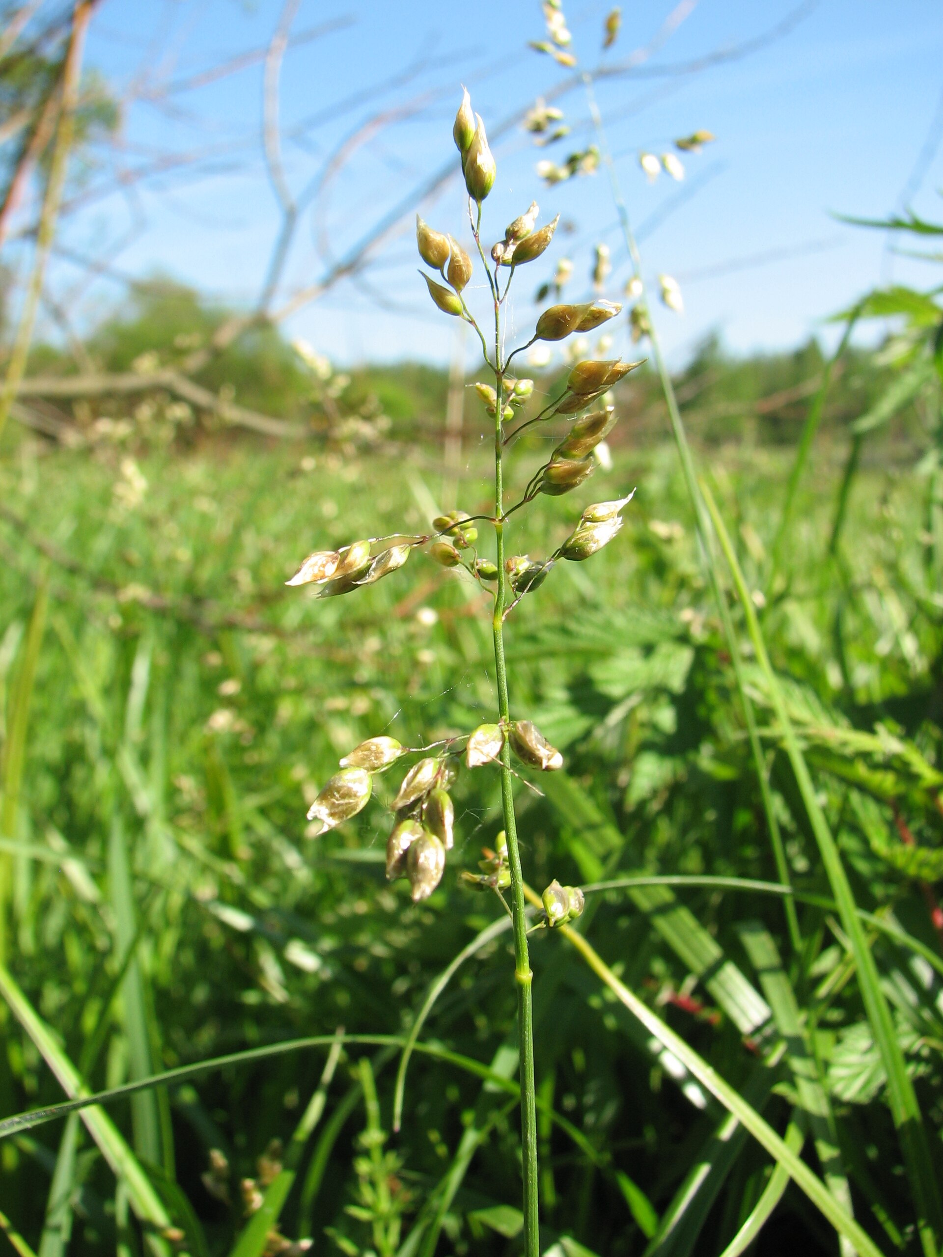 Зубровка душистая (Hierochloe odorata) — трава, которой ароматизируют водку